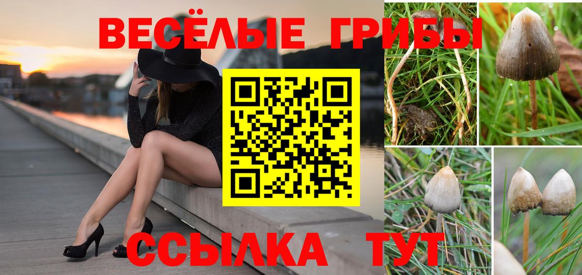 Галлюциногенные грибы Psilocybine cubensis Кемерово